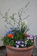 Different colorful flowers in the pot in spring