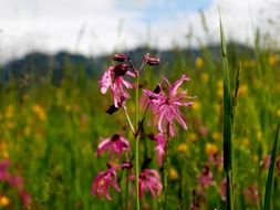 Wild Flower Columbine