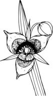black-white graphic image of a wild flower with an oblong leaf