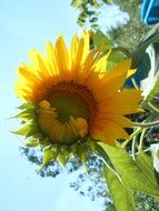 sunflower in the bright sun