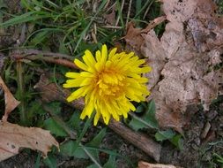 yellow flower in green grass