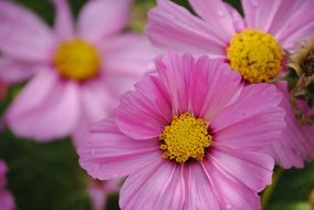 splendor Pink Flowers