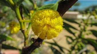 yellow flower on a tree branch, cyprus, ayia napa