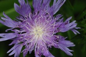 summer natural purple flower close-up