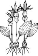 black-white graphic representation of bright three wildflowers