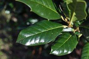 pleasant Leaves Plant