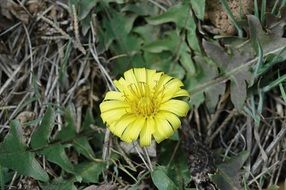 unusual dandelion on dry grass close-up