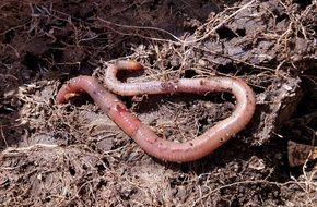 long worm among humus