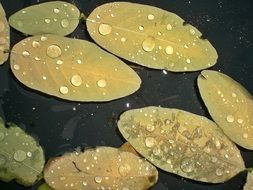 Leaves with Rain Drop