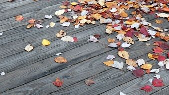 dry autumn foliage on a wooden surface