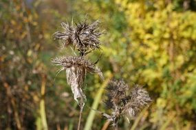 Autumnal Dried thistle