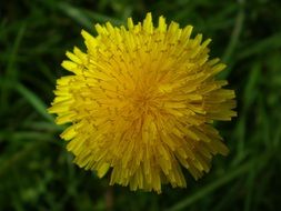 dandelion weed