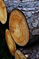 photo of felled trees
