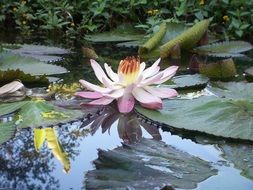 large bud of white-pink lily in a pond