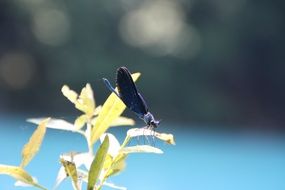 Dragonfly in National Park