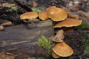 poisonous mushrooms on green moss
