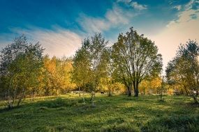 green meadow in the colors of autumn