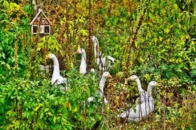 group of white geese in the thicket