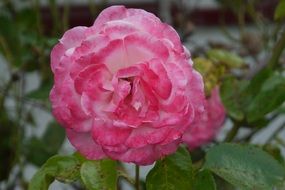 close up of Pink fluffy rose Flower in Garden