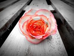 rose flower on the wooden board