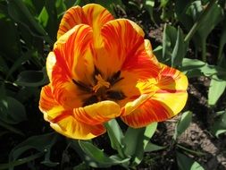 orange-yellow flowering tulip