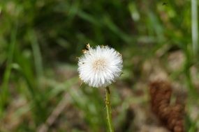 white daisy seeds on a stalk