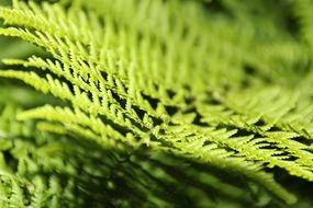 Fern close-up on blurred background