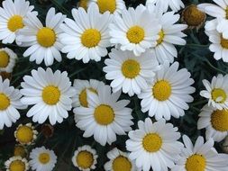 white Flowers Summer Daisies