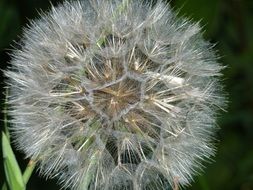 Close-up of the wild dandelion flower