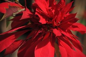 red poinsettia - christmas flower