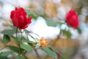 scarlet roses on a bush in a spring garden