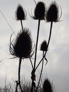 silhouettes of a thistle against a dark sky