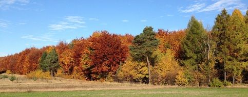 colorful Autumn Forest at sunny day