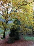 autumn forest rock landscape