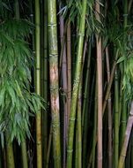 A lot of the green bamboo plants