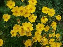 yellow cosmos plant close-up