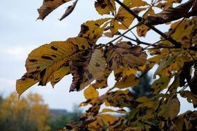 chestnut branches with yellow leaves close-up on blurred background
