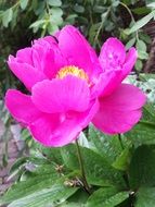 Peony, open purple flower