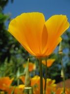 Orange Californian Poppy