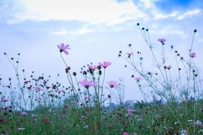 cosmea flowers on the rural meadow