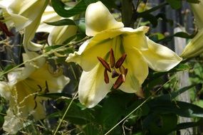 white lily on a bush