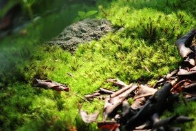 Closeup photo of green moss in the sunlight
