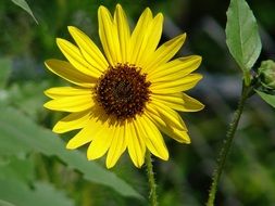 pleasant Yellow Daisy Bloom