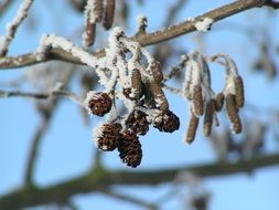 various cones on a branch in the snow