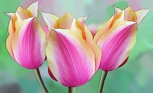 Drawing of the beautiful pink, white, yellow and red tulip flowers