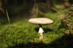 mushroom on green moss in the forest in bright sunlight