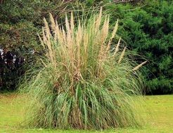 Pampas Grass or Cortaderia selloana