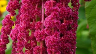 lush bright pink flowers