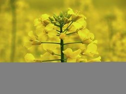 yellow Rapeseed blossom, macro