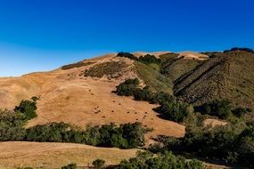 distant view of cattle in the hills of california